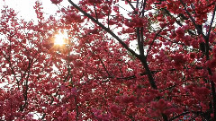 Skura