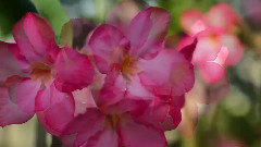 Wind Flower Display