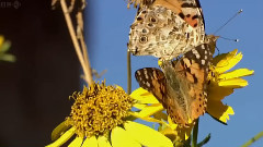 Butterfly Dance