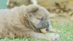 Chow Puppy Can't Eat Leaf
