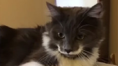Best Hamilton The Hipster Cat Vines