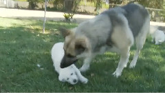 German Shepherd Puppies Won't Leave Mommy Alone