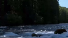 And The Birds Were Singing