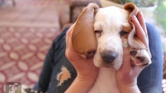 Basset Hound Puppy Peek-A-Boo