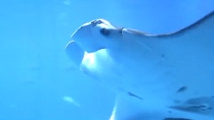 OSAKA AQUARIUM KAIYUKAN
