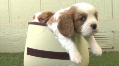 How Many Cavalier Puppies