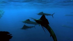 Deep Sea Assembly