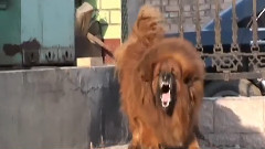 The Tibetan Mastiff Fight