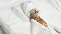 Spa Cat