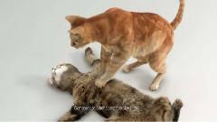 Pass Out Cat