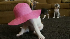 Great Dane Puppies Dress In Sunday Best