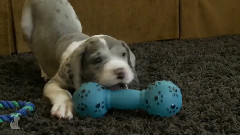 Great Dane Puppies Love Toys And Each Other