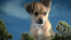 Godzilla (Cute Puppy Version)