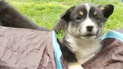 Tunnel Of Corgi Puppy Love