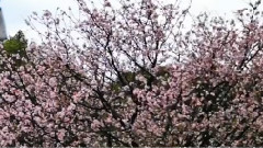 2014淡水天元宫 樱花 Taiwan Tianyuan Palace Cherry