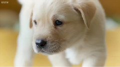 Puppy Opens Its Eyes For The First Time