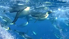 Happy New Year 2014 - Penguins The Essence Of Freedom