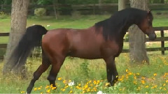 Marwan Al Shaqab - Three Times World Champion