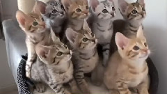 Самые потешные коты