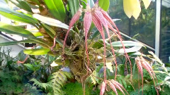 Orchids