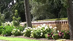 Hydrangeas Found In Sandringham Castle Garden