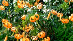 Beautiful Flowers For You