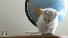 Kitten Goes Around The World In 80 Purrs