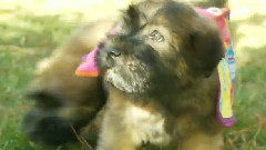 Wheaten Terrier Puppies Play With A Blanket