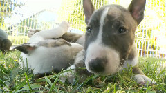 Sleepy Miniature Bull Terrier Puppies