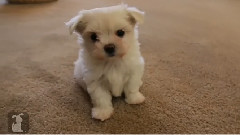 Precious Maltese Puppy Runs At The Camera
