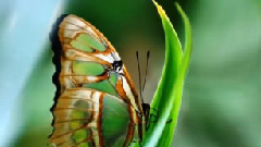 Greensleeves