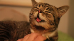 BUB LOVES