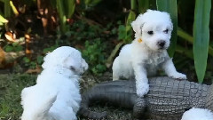 Bichon Frise Puppies VS. Alligator