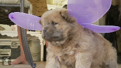 Chow Puppy Is A Pretty Butterfly