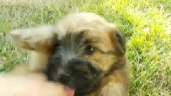 Puppy Tummy Rub