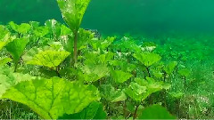 Gruner See - Зелёное Озеро