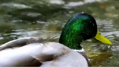 天意