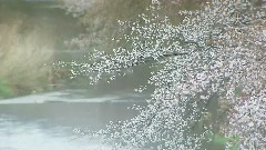 民韵.樱花