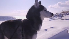 Husky Dog