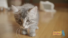 Will Kitty Sit In It