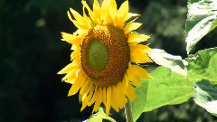 Bittersweet