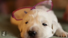 2 Week Old Golden Retriever Puppy Needs Eye Glasses