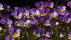Spring Morning (relaxing, soothing music)
