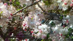 Voces De Primavera - Johann Strauss