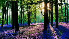 Spring Morning (Relaxing, Soothing Music)