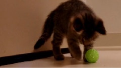 Oskar The Blind Kitten And His First Toys
