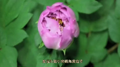 牡丹花谱