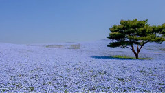 春の花々