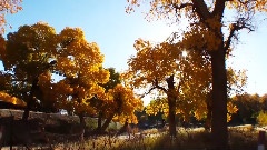 Golden Euphrates Poplar