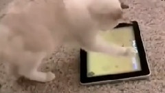 Q版貓咪